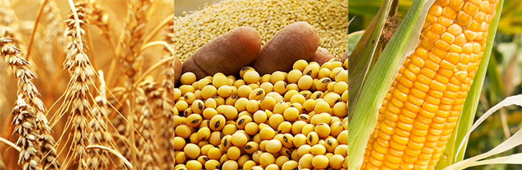 image with corn, wheat, and soy beans in it.