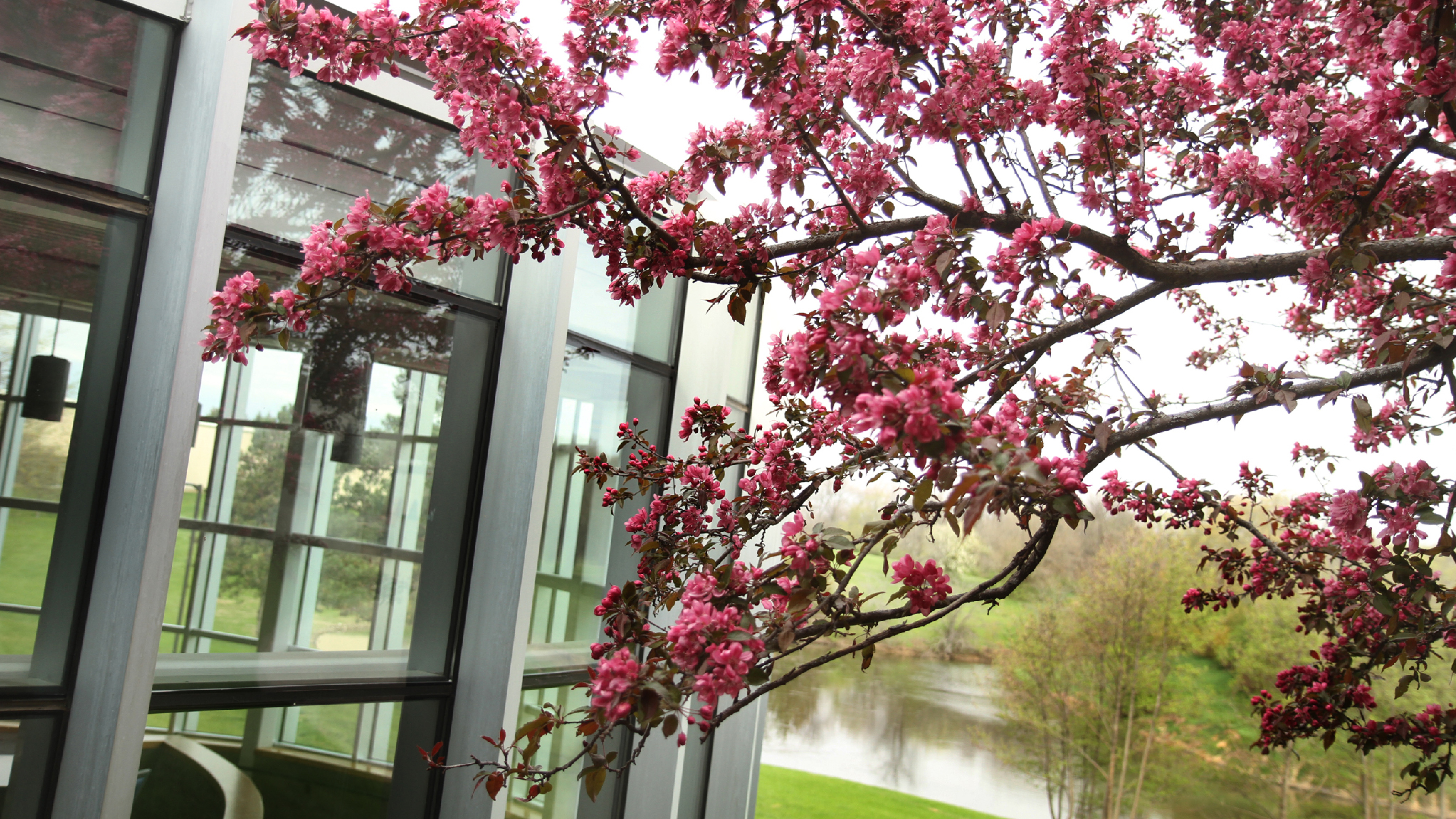 a red bud tree blooming in from of some glass windows.
