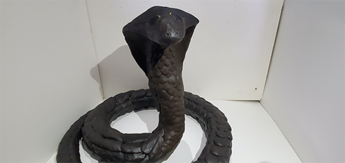 A Cobra coiled up ready to strike.