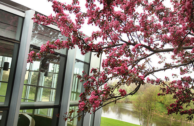 flowering tree