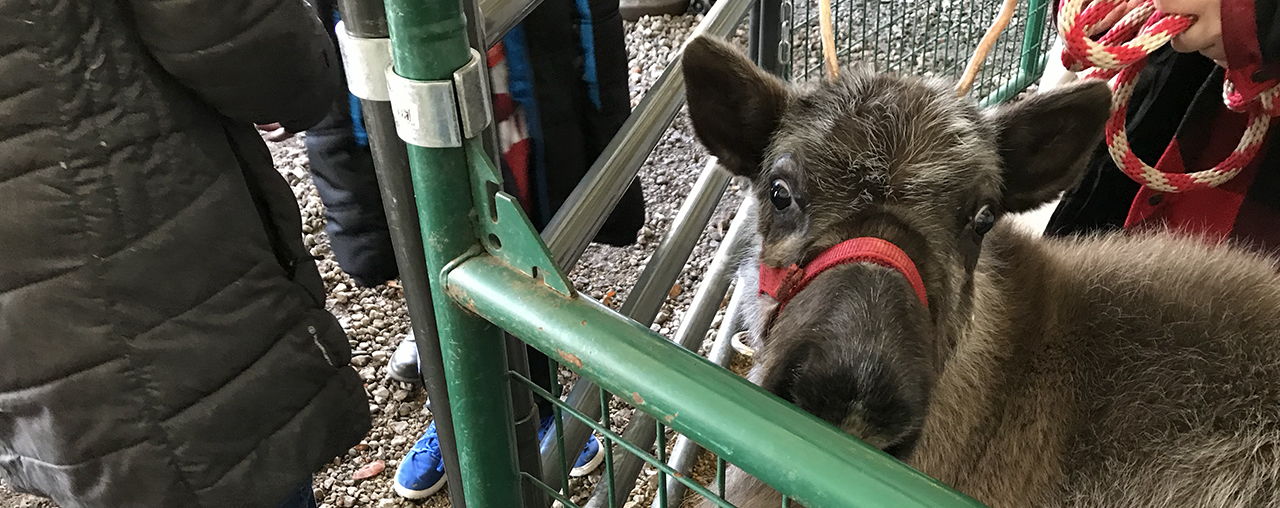 A reindeer looking at the camera in a enclosure.