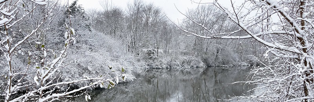 a snowy seen of trees around a pond.